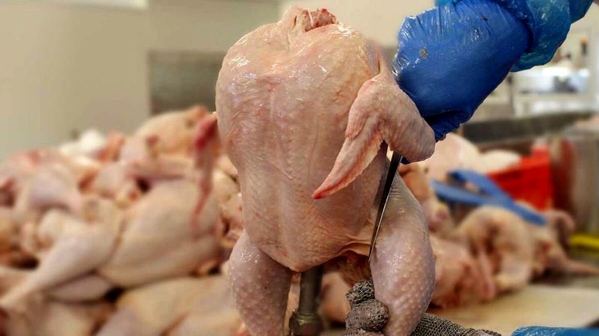 قیمت مرغ