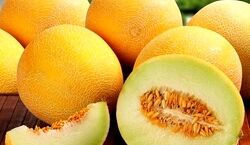  آشنایی با طالبی و خواص آن در طب سنتی + طبع و ارزش غذایی 
