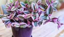 گیاهان آپارتمانی که خونه رو رنگی میکنن! + عکس