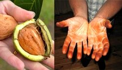 پوست گردو دستت رو سیاه کرده؟ | با این ۷ روشی که میگم تمیزش کن 