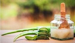 ساخت کرم آلوئه ورا برای آبرسانی و شادابی پوست + دستورالعمل