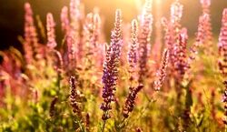  آشنایی با گیاه مریم گلی و خواص آن + طبع و نحوه مصرف 