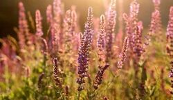  آشنایی با گیاه مریم گلی و خواص آن + طبع و نحوه مصرف 