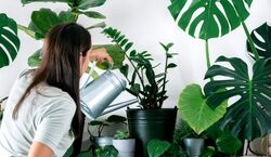 روش صحیح مراقبت از گیاهان آپارتمانی در هوای گرم تابستان + نکات