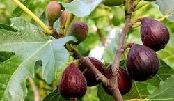 ۸ خاصیت فوق العاده چای برگ انجیر که نمی دانستید + مزایا و مضرات
