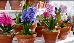 برای عید امسال خودت سمبل بکار! | آموزش کاشت و پرورش سنبل