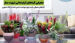 اگه می خوای پولدار بشی این گیاه ها رو تو خونت نگهدار! | معرفی گیاهان آپارتمانی پول ساز