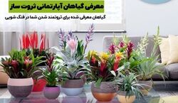 اگه می خوای پولدار بشی این گیاه ها رو تو خونت نگهدار! | معرفی گیاهان آپارتمانی پول ساز