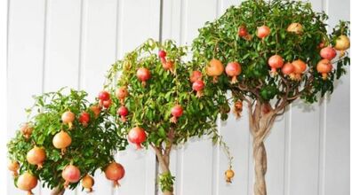 کاشت انار با یه روش خیلی ساده در گلدان + آموزش