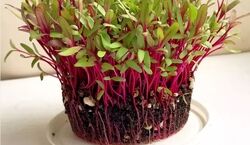 سبزه لبو؛ خوشگل ترین سبزه عید برای ایده ای جذاب برای هفت سین