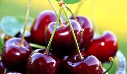 دیگه دارو نخور به جاش گیلاس بخور | خواص شگفت انگیز و دارویی گیلاس
