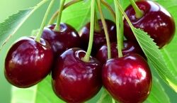 خوردن کرم گیلاس چه خطری داره؟ |‌ وقتی گیلاس می خوری حتما به این نکته توجه کن 