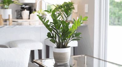 آموزش نگهداری از گل زامیفولیا + روش درمان آفات گیاه 