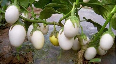 فقط درخت تخم مرغ ندیده بودیم!!!! + عکس های باورنکردنی 