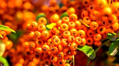 این میوه داروی شاهان باستان و درمانگر کبد و قلبه!