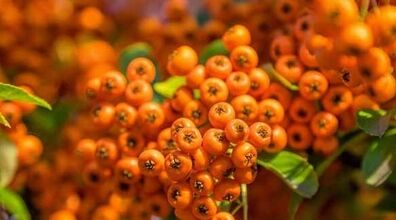 این میوه داروی شاهان باستان و درمانگر کبد و قلبه!