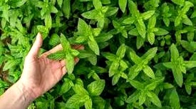 آموزش کاشت نعنا در گلدان | خونت رو به یاغچه تبدیل کن + نکات 