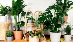 گیاهان آپارتمانی خنک کننده مناسب کاهش دمای هوا | بدون کولر خونه رو خنک کن