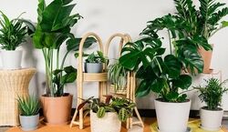 گیاهان آپارتمانی خنک کننده مناسب کاهش دمای هوا | بدون کولر خونه رو خنک کن