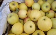  32 مورد از خواص بی نظیر سیب برای سلامت بدن + طبع 