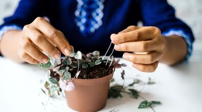 این مدل مراقبت از گیاهان آپارتمانی، کاملا اشتباهه!! | اشتباهات مخرب در نگهداری گیاهان آپارتمانی