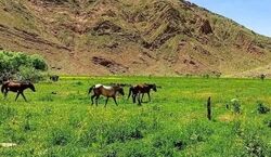 دشت هویج، بهشت خوش آب و هوا مناسب سفر یک روزه برای تهرانی ها + عکس