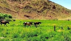 دشت هویج، بهشت خوش آب و هوا مناسب سفر یک روزه برای تهرانی ها + عکس