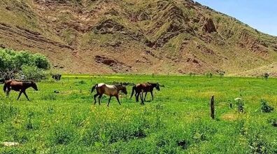 دشت هویج، بهشت خوش آب و هوا مناسب سفر یک روزه برای تهرانی ها + عکس
