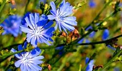  با عرق کاسنی جوش هایی که تو تابستون می زنی رو درمان کن 