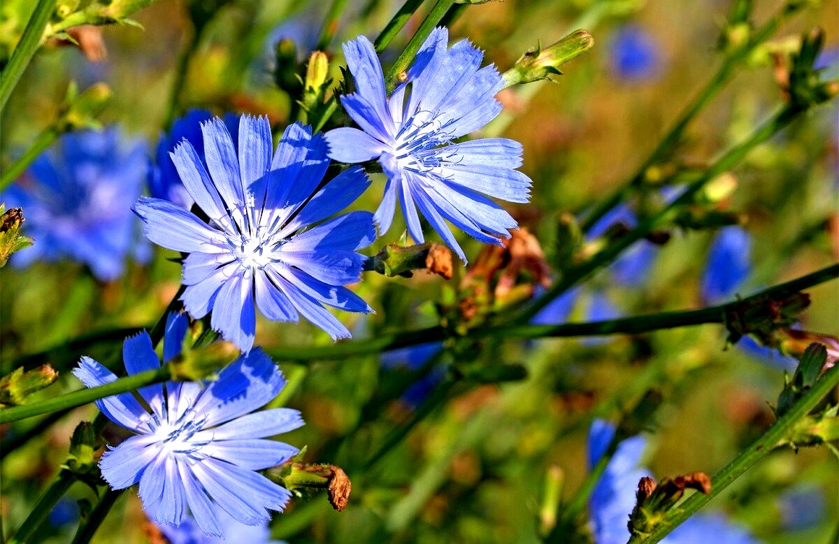 کاسنی برای پوست