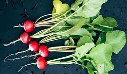 خواص برگ تربچه برای پوست که در طب سنتی غوغا می کنه!