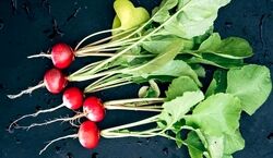 خواص برگ تربچه برای پوست که در طب سنتی غوغا می کنه!