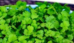  با حذف کردن گشنیز از سبد سبزی؛ سلامت تیروئید رو به خطر ننداز! 