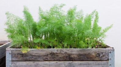 امسال با سیاه دانه سبزه عید بکار | آموزش کاشت سبزه خاص متفاوت با سیاه دانه 
