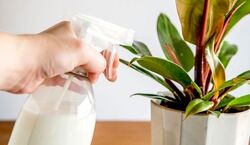 خواص شیر برای انواع گیاهان آپارتمانی + نحوه استفاده