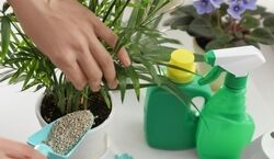 کودهای مناسب برای تقویت و شادابی گیاهان آپارتمانی + توضیحات