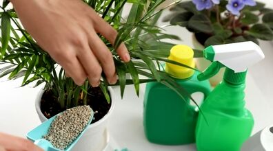 کودهای مناسب برای تقویت و شادابی گیاهان آپارتمانی + توضیحات