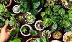 معرفی مقاوم ترین گیاهان آپارتمانی در برابر سرمای هوا! + عکس