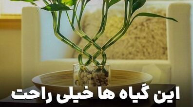 این گیاهان آپارتمانی خیلی راحت تو آب رشد می کنن!