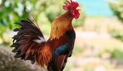 خواص خوردن خروس رو دست کم نگیر! + طبع گوشت خروس