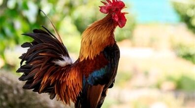 خواص خوردن خروس رو دست کم نگیر! + طبع گوشت خروس