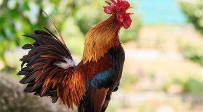 خواص خوردن خروس رو دست کم نگیر! + طبع گوشت خروس