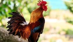 خواص خوردن خروس رو دست کم نگیر! + طبع گوشت خروس