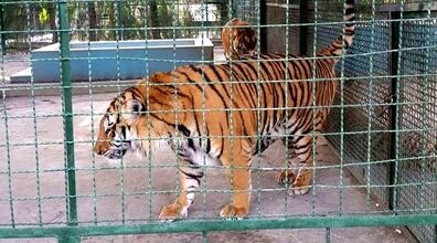 مردی که دستش خوراک ببر باغ  وحش شد + فیلم دلخراش
