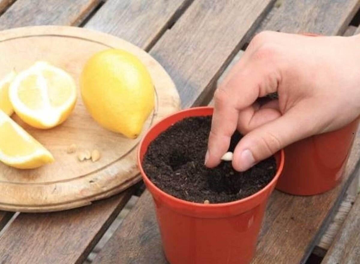 کاشت لیمو ترش در خانه
