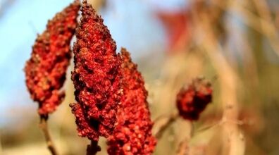  با استفاده این ادویه دیگه لازم نیست پول دندون پزشکی بدی 