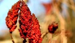  با استفاده این ادویه دیگه لازم نیست پول دندون پزشکی بدی 