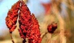  با استفاده این ادویه دیگه لازم نیست پول دندون پزشکی بدی 