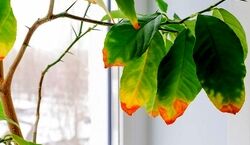 به گیاهی که برگ هاش قهوه ای شده چطور آب بدیم؟ ‌| نکات آبیاری گیاهان آپارتمانی