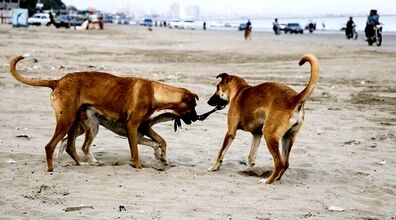 (ویدیو) حمله سگ های خیابانی به یک زن در تبریز